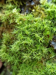 Tortella