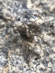 Platybuninae