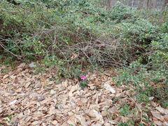 Rhododendron indicum