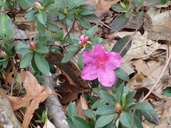 Rhododendron indicum