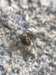 Platybuninae