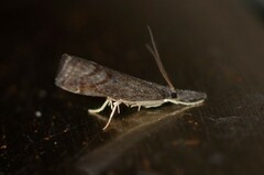 Neodactria luteolellus