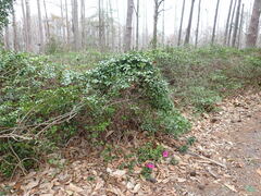 Rhododendron indicum