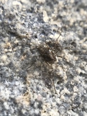 Platybuninae