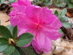 Rhododendron indicum