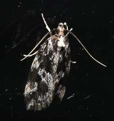 Barea confusella