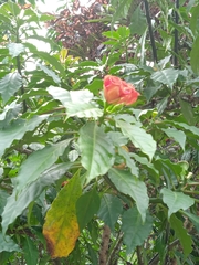 Brugmansia sanguinea
