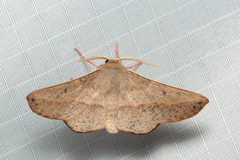 Antictenia punctunculus