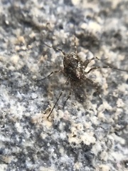 Platybuninae