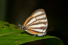 Arawacus separata