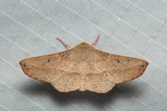 Antictenia punctunculus