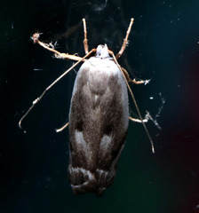 Plectophila discalis