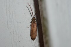 Tenomerga cinerea