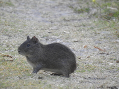 Cavia aperea
