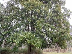 Magnolia grandiflora