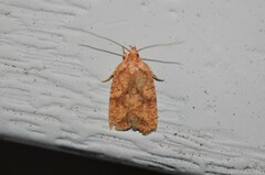 Agonopterix robiniella