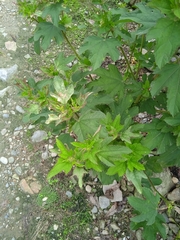 Fuertesimalva limensis