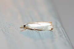 Microcrambus biguttellus