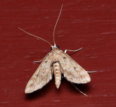 Parapoynx crisonalis