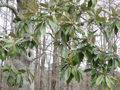 Magnolia
