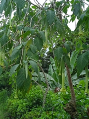 Brugmansia arborea