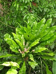 Niphidium crassifolium