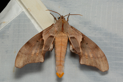 Coequosa australasiae