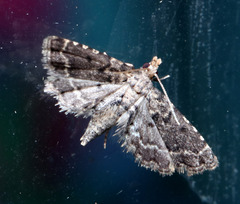 Sufetula hemiophthalma