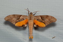 Coequosa australasiae