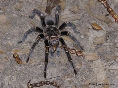 Grammostola pulchripes