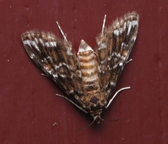 Elophila responsalis
