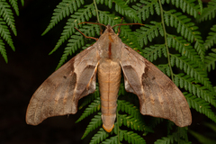 Coequosa australasiae