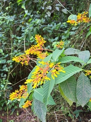 Palicourea padifolia