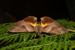 Coequosa australasiae