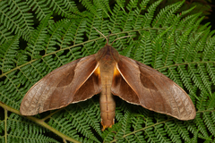 Coequosa triangularis