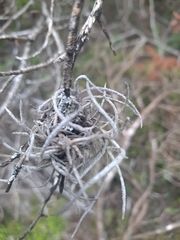 Tillandsia recurvata