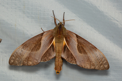 Coequosa triangularis