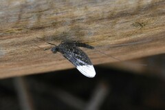 Callibaetis
