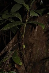 Arecoideae