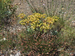 Euphorbia nicaeensis