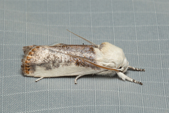 Cryptophasa albacosta