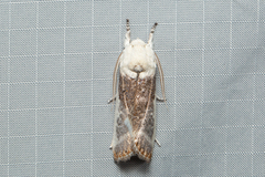 Cryptophasa albacosta