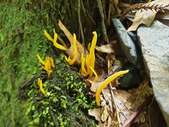Clavulinopsis