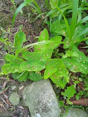 Caladium bicolor