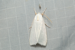 Cryptophasa flavolineata
