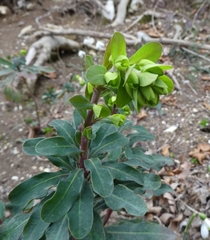 Euphorbia amygdaloides