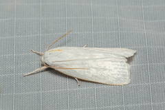 Cryptophasa flavolineata