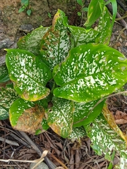 Dieffenbachia seguine