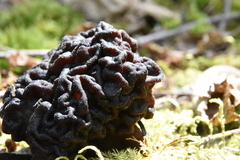 Gyromitra