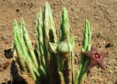 Stapelia kwebensis